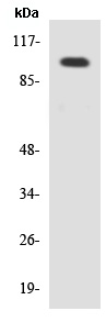 Western blot - Anti-CEP97 antibody (AB136053)