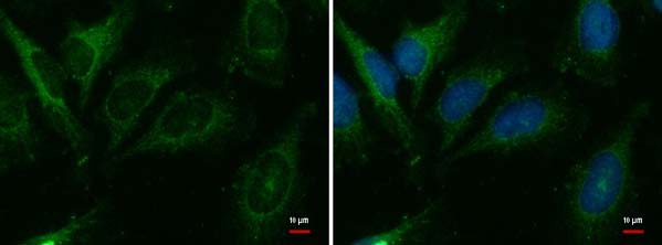 Immunocytochemistry/ Immunofluorescence - Anti-Cer1 antibody (AB184133), expandable thumbnail