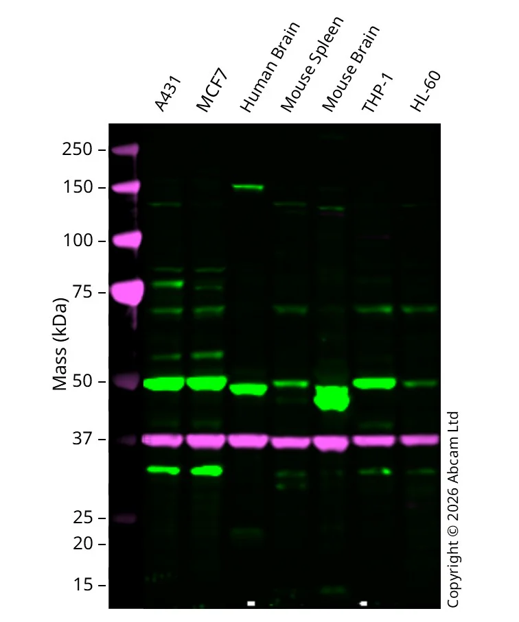Western blot - Anti-Ceramide glucosyltransferase antibody (AB124296)
