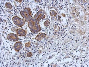 Immunohistochemistry (Formalin/PFA-fixed paraffin-embedded sections) - Anti-CERK antibody (AB155061), expandable thumbnail