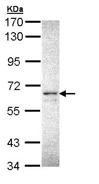 Western blot - Anti-CERK antibody (AB155061), expandable thumbnail