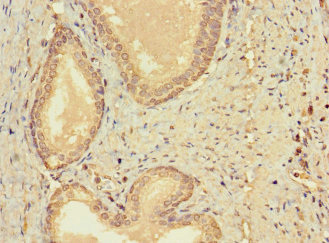 Immunohistochemistry (Formalin/PFA-fixed paraffin-embedded sections) - Anti-CERKL antibody (AB222828), expandable thumbnail