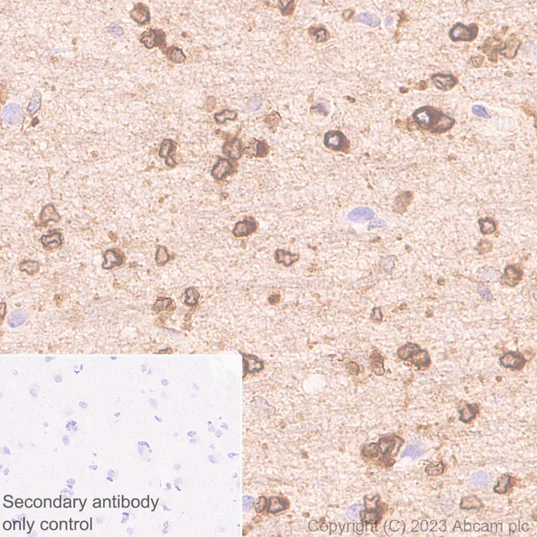 Immunohistochemistry (Formalin/PFA-fixed paraffin-embedded sections) - Anti-CerS2 antibody [EPR28098-1] (AB315452)
