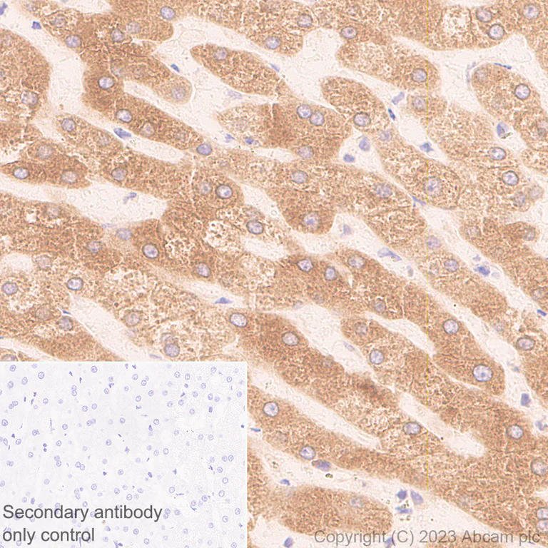 Immunohistochemistry (Formalin/PFA-fixed paraffin-embedded sections) - Anti-CerS2 antibody [EPR28098-1] (AB315452)
