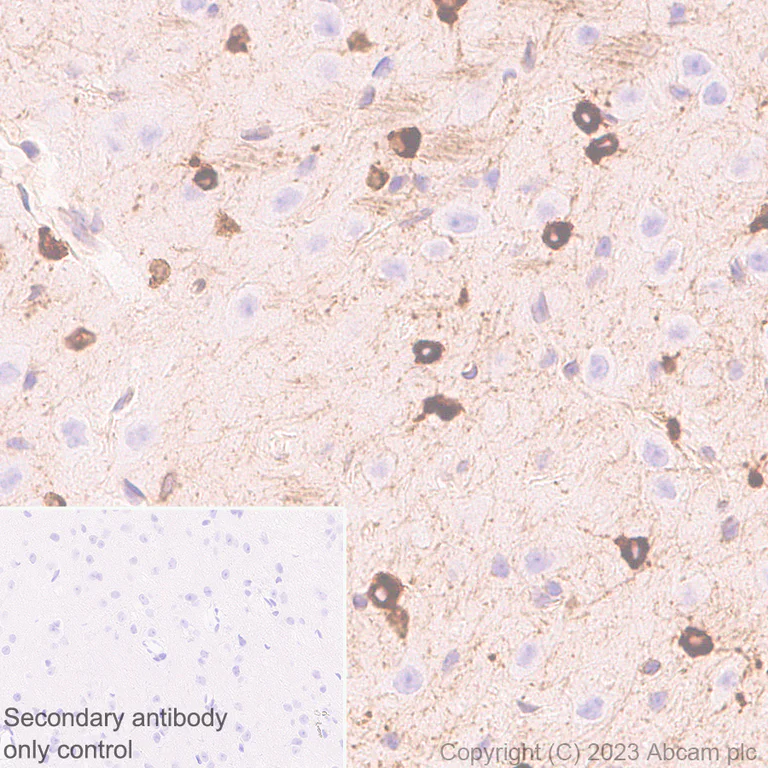 Immunohistochemistry (Formalin/PFA-fixed paraffin-embedded sections) - Anti-CerS2 antibody [EPR28098-1] (AB315452)