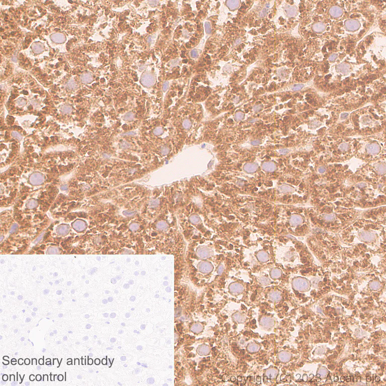 Immunohistochemistry (Formalin/PFA-fixed paraffin-embedded sections) - Anti-CerS2 antibody [EPR28098-1] (AB315452)