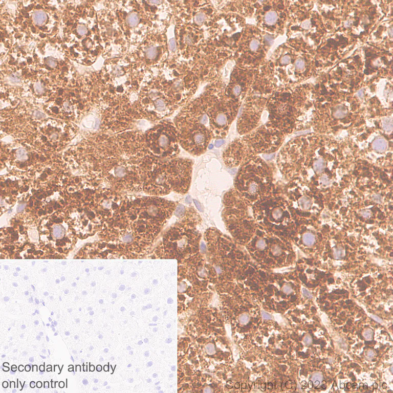 Immunohistochemistry (Formalin/PFA-fixed paraffin-embedded sections) - Anti-CerS2 antibody [EPR28098-1] (AB315452)