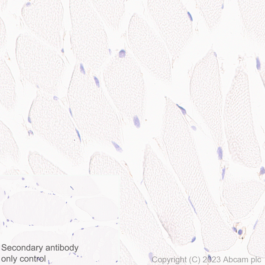 Immunohistochemistry (Formalin/PFA-fixed paraffin-embedded sections) - Anti-CerS2 antibody [EPR28098-1] (AB315452)