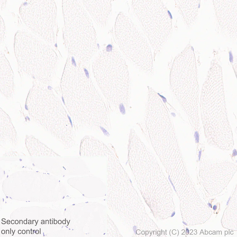Immunohistochemistry (Formalin/PFA-fixed paraffin-embedded sections) - Anti-CerS2 antibody [EPR28098-1] (AB315452)