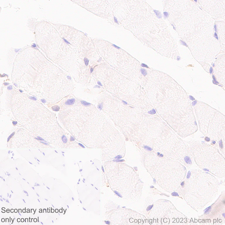Immunohistochemistry (Formalin/PFA-fixed paraffin-embedded sections) - Anti-CerS2 antibody [EPR28098-1] (AB315452)