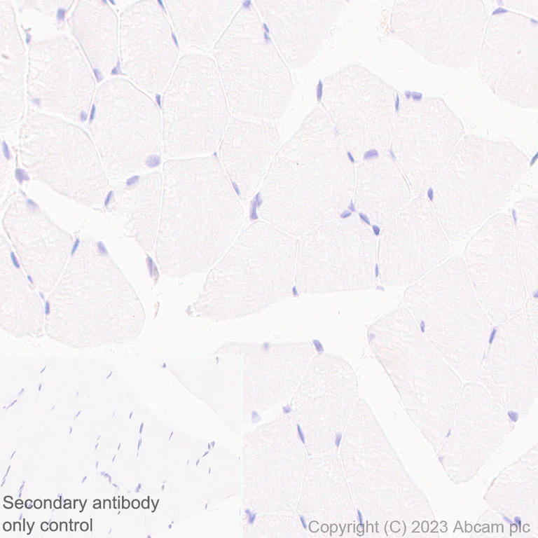 Immunohistochemistry (Formalin/PFA-fixed paraffin-embedded sections) - Anti-CerS2 antibody [EPR28098-1] (AB315452)