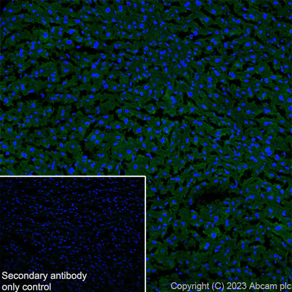 Immunohistochemistry (Frozen sections) - Anti-CerS2 antibody [EPR28098-1] (AB315452)
