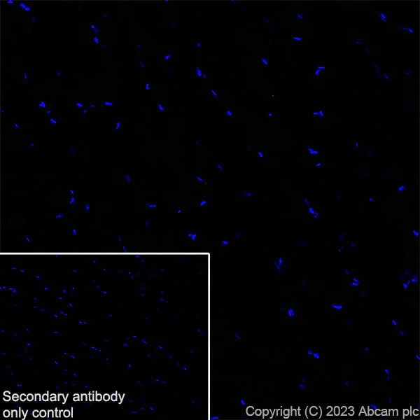 Immunohistochemistry (Frozen sections) - Anti-CerS2 antibody [EPR28098-1] (AB315452)