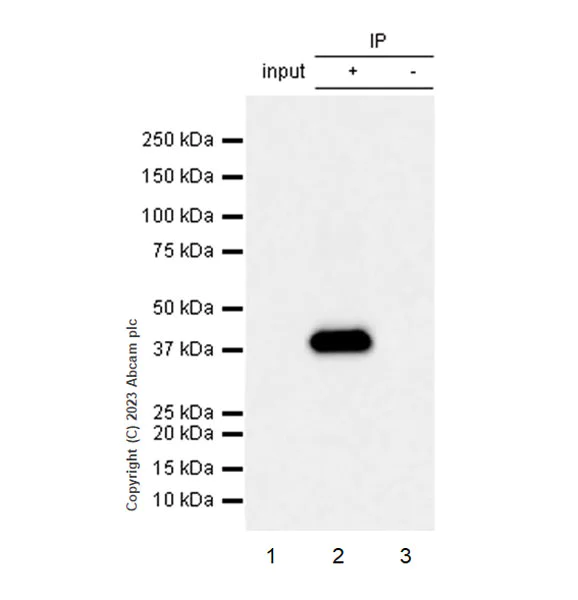 Immunoprecipitation - Anti-CerS2 antibody [EPR28098-1] (AB315452)