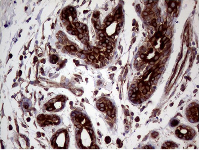 Immunohistochemistry (Formalin/PFA-fixed paraffin-embedded sections) - Anti-CerS2 antibody [OTI3D9] (AB279372)