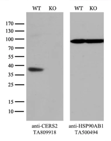 Western blot - Anti-CerS2 antibody [OTI3D9] (AB279372)