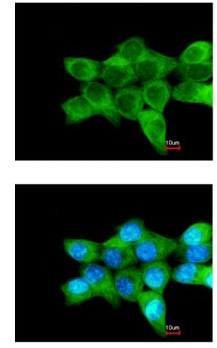 Immunocytochemistry/ Immunofluorescence - Anti-CERT antibody (AB151285)
