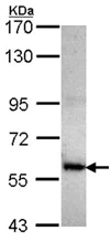 Western blot - Anti-CERT antibody (AB151285)
