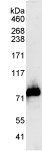 Immunoprecipitation - Anti-CERT antibody (AB72536), expandable thumbnail