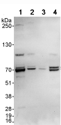 Western blot - Anti-CERT antibody (AB72536), expandable thumbnail