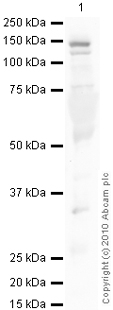 Western blot - Anti-Ceruloplasmin antibody (AB48614)