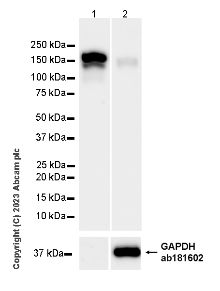 Western blot - Anti-Ceruloplasmin antibody [EPR28432-1] - BSA and Azide free (AB314669), expandable thumbnail