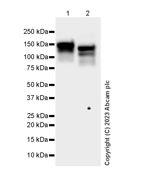 Western blot - Anti-Ceruloplasmin antibody [EPR28432-1] - BSA and Azide free (AB314669)