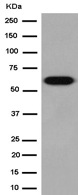 Western blot - Anti-CES2 antibody [EPR14856] - BSA and Azide free (AB250793)