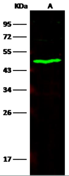 Western blot - Anti-CES3/TGH antibody [372] - BSA and Azide free (AB276054), expandable thumbnail