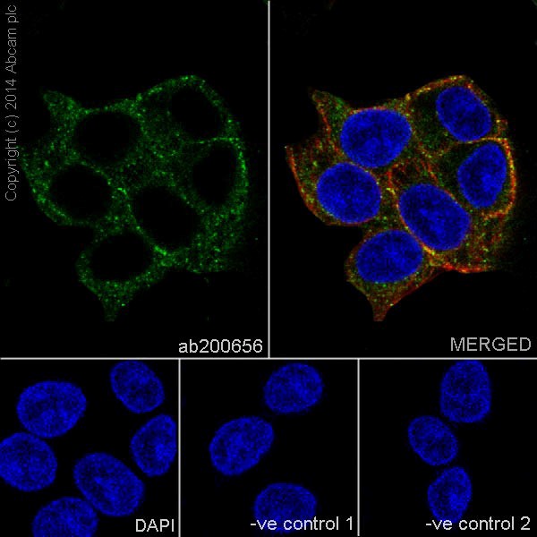 Immunocytochemistry/ Immunofluorescence - Anti-CFH + CFHL1 antibody [EPR17159] (AB200656), expandable thumbnail