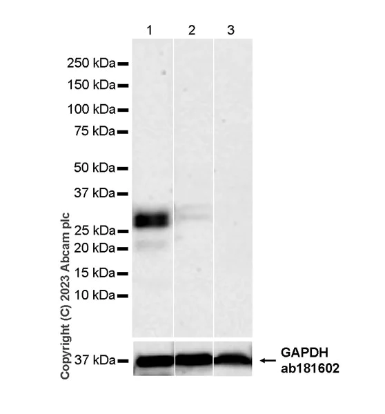 Western blot - Anti-CFHL2 antibody [EPR25758-30] (AB308504)