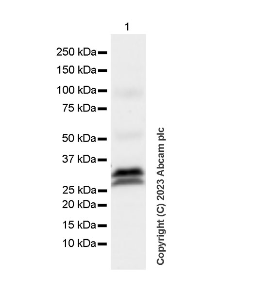 Western blot - Anti-CFHL2 antibody [EPR25758-30] (AB308504), expandable thumbnail