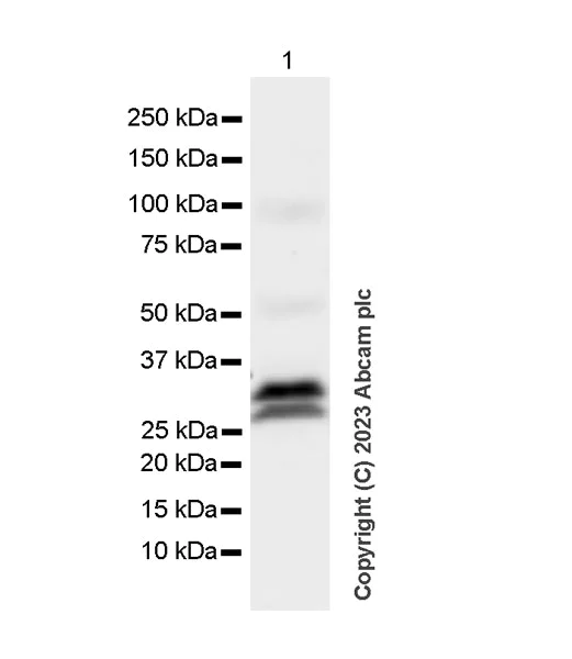 Western blot - Anti-CFHL2 antibody [EPR25758-30] (AB308504)