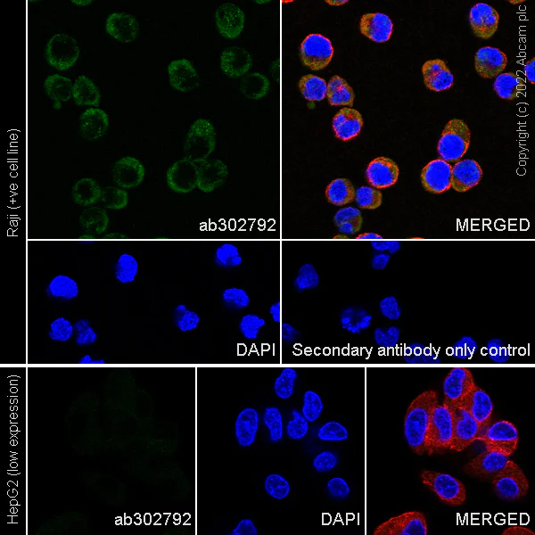 Immunocytochemistry - Anti-CFHR3 antibody [EPR25759-72] - BSA and Azide free (AB302793)