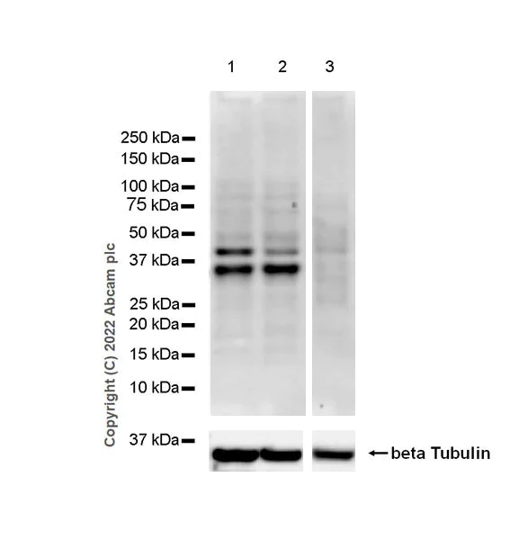 Western blot - Anti-CFHR3 antibody [EPR25759-72] - BSA and Azide free (AB302793)