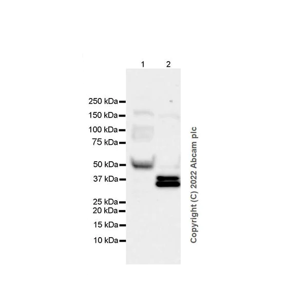 Western blot - Anti-CFHR3 antibody [EPR25759-72] - BSA and Azide free (AB302793)