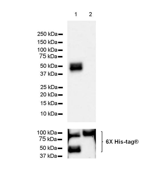 Western blot - Anti-CFHR3 antibody [EPR25759-72] - BSA and Azide free (AB302793)