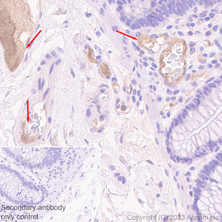 Immunohistochemistry (Formalin/PFA-fixed paraffin-embedded sections) - Anti-CFHR4 antibody [EPR25760-116] - BSA and Azide free (AB314306)