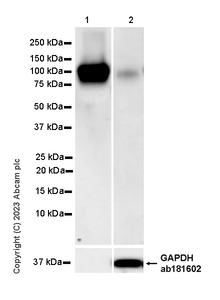 Western blot - Anti-CFHR4 antibody [EPR25760-116] - BSA and Azide free (AB314306)