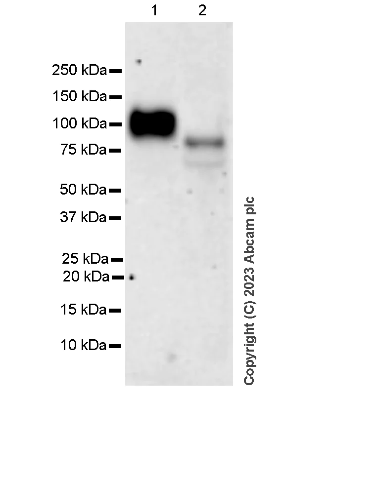 Western blot - Anti-CFHR4 antibody [EPR25760-116] - BSA and Azide free (AB314306)