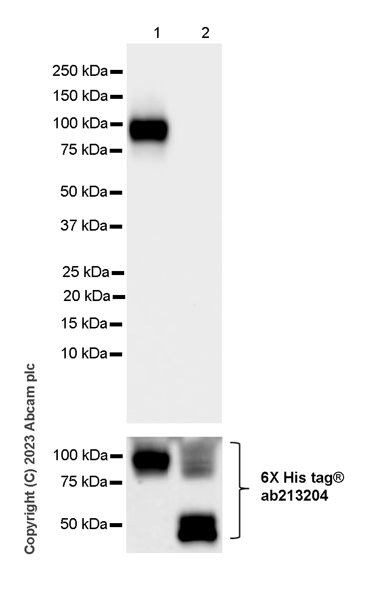 Western blot - Anti-CFHR4 antibody [EPR25760-116] - BSA and Azide free (AB314306)