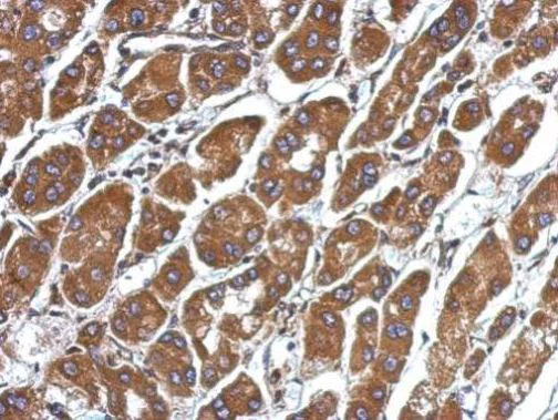 Immunohistochemistry (Formalin/PFA-fixed paraffin-embedded sections) - Anti-CFHR5 antibody (AB262705)