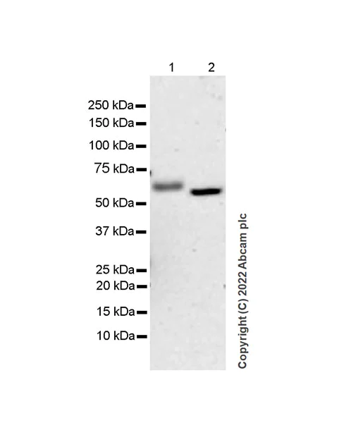 Western blot - Anti-CFHR5 antibody [EPR25711-28] (AB305247)