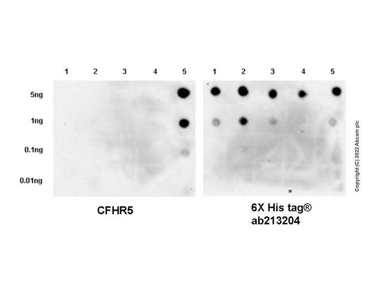Dot Blot - Anti-CFHR5 antibody [EPR25711-28] - BSA and Azide free (AB305248), expandable thumbnail