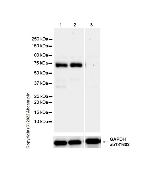 Western blot - Anti-CFHR5 antibody [EPR25711-28] - BSA and Azide free (AB305248), expandable thumbnail