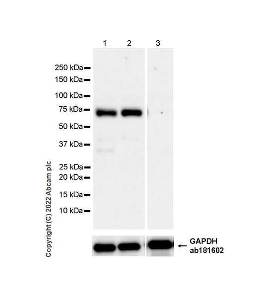 Western blot - Anti-CFHR5 antibody [EPR25711-28] - BSA and Azide free (AB305248)