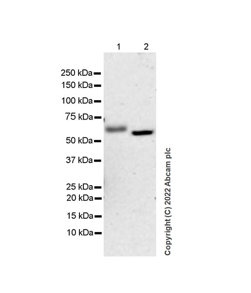 Western blot - Anti-CFHR5 antibody [EPR25711-28] - BSA and Azide free (AB305248), expandable thumbnail