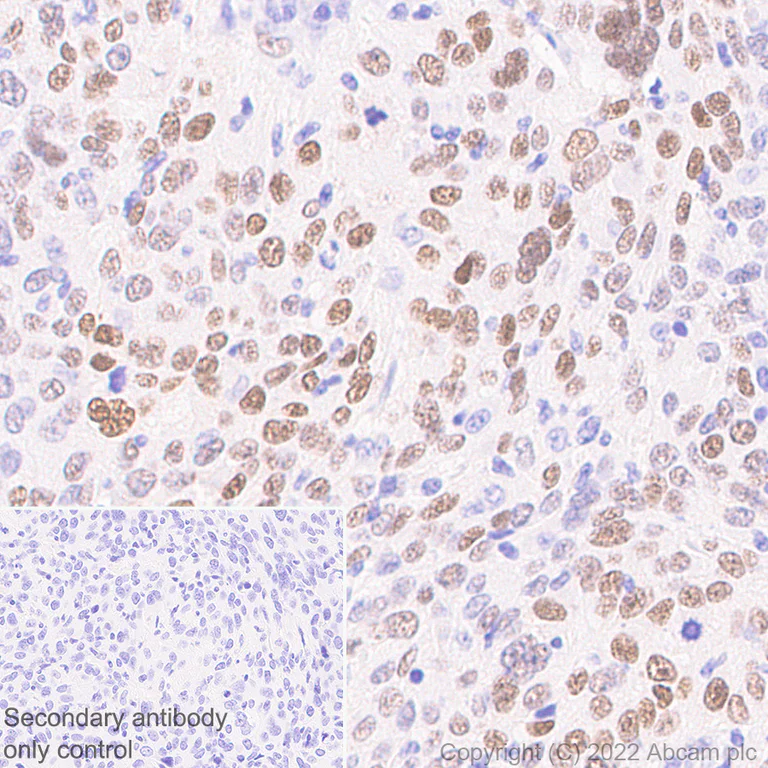 Immunohistochemistry (Formalin/PFA-fixed paraffin-embedded sections) - Anti-c‐Fos antibody [N486/32] (AB302667)