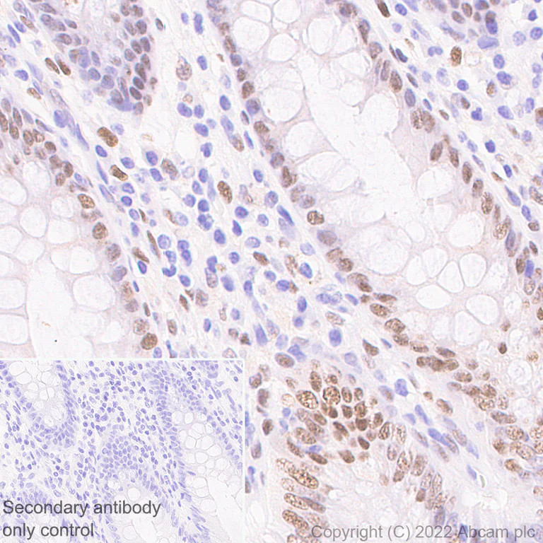Immunohistochemistry (Formalin/PFA-fixed paraffin-embedded sections) - Anti-c‐Fos antibody [N486/32] (AB302667)