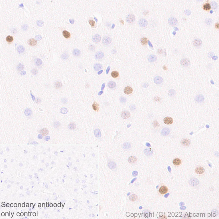 Immunohistochemistry (Formalin/PFA-fixed paraffin-embedded sections) - Anti-c‐Fos antibody [N486/32] (AB302667)